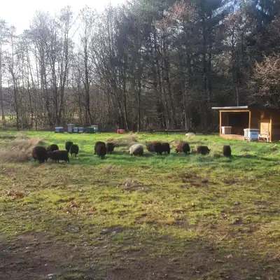 Bijenweide