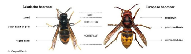 Figuur 3: Verschil Aziatische en Europese hoornaar