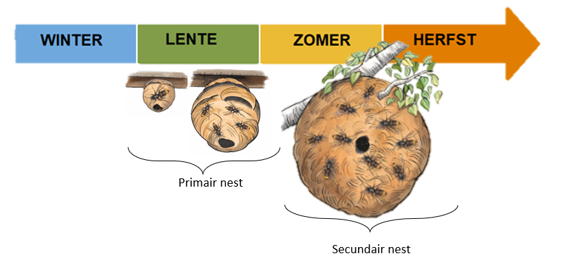 Figuur 4: Evolutie van primair naar secundair nest