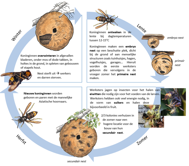 Figuur 5: Schematische voorstelling van levenscyclus en nestvorming