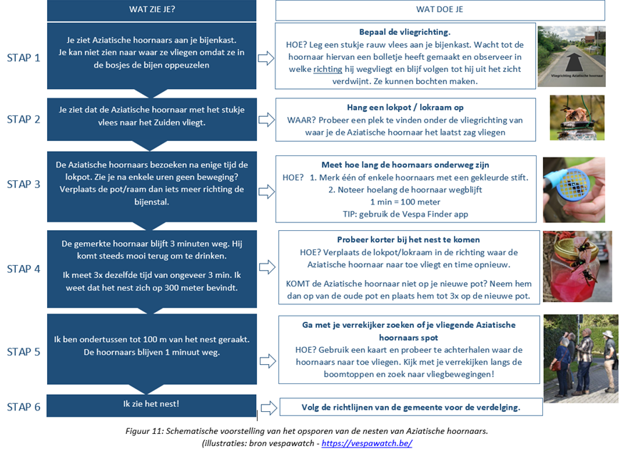 Figuur 11: Stappenplan opsporing en bestrijding Aziatische hoornaar
